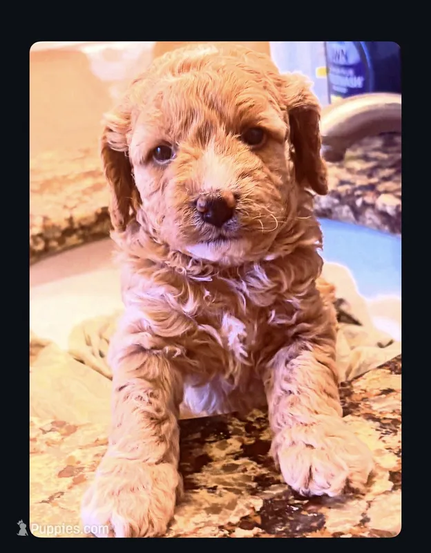 Reba  – Cavapoo puppy for sale in Mount Pleasant, MI