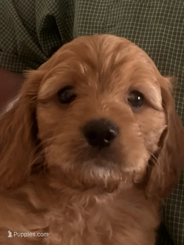 Barney  – Cavapoo puppy for sale in Mount Pleasant, MI