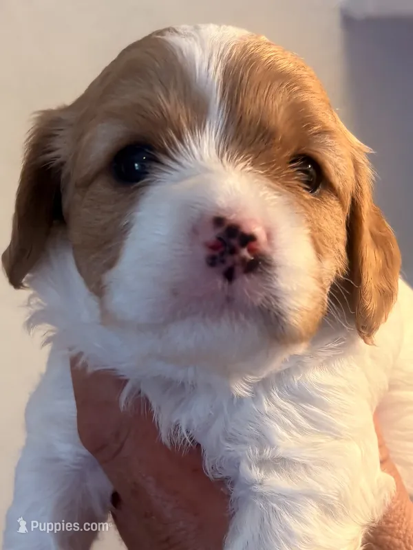 Tera  – Cavapoo puppy for sale in Mount Pleasant, MI