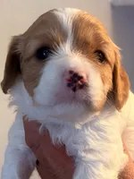 Tera , a female Cavapoo for sale in Mount Pleasant, MI – 1 of 1