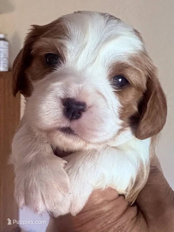 Zander – Cavalier King Charles Spaniel puppy for sale in Mount Pleasant, MI