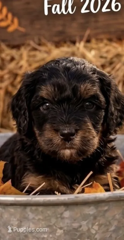 Alex  – Cavapoo puppy for sale in Mount Pleasant, MI