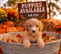 Rosa , a female Cavapoo for sale in Mount Pleasant, MI – 1 of 2