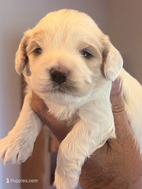 Larry  – Cavapoo puppy for sale in Mount Pleasant, MI