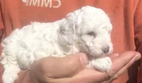 Randy, a male Cavapoo for sale in Mount Pleasant, MI – 3 of 4