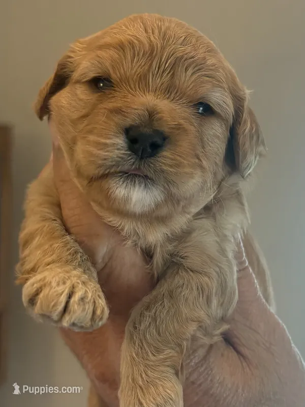 Lila  – Cavapoo puppy for sale in Mount Pleasant, MI