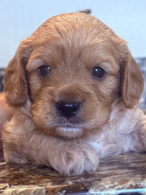 Skyler  – Cavapoo puppy for sale in Mount Pleasant, MI
