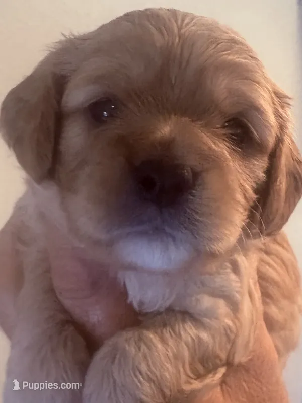 Barney  – Cavapoo puppy for sale in Mount Pleasant, MI