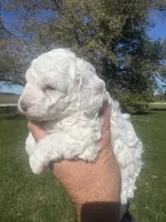 Randy, a male Cavapoo for sale in Mount Pleasant, MI – 4 of 4