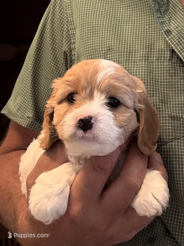 Tera  – Cavapoo puppy for sale in Mount Pleasant, MI