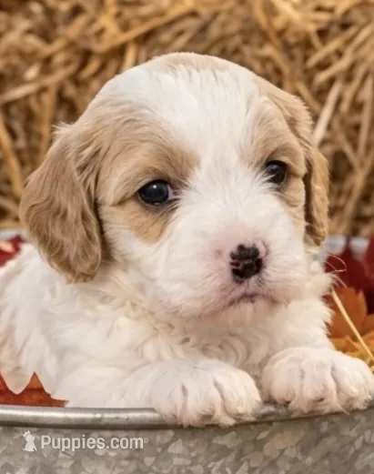 Trish  – Cavapoo puppy for sale in Mount Pleasant, MI
