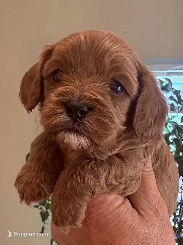 Abby  – Cavapoo puppy for sale in Mount Pleasant, MI