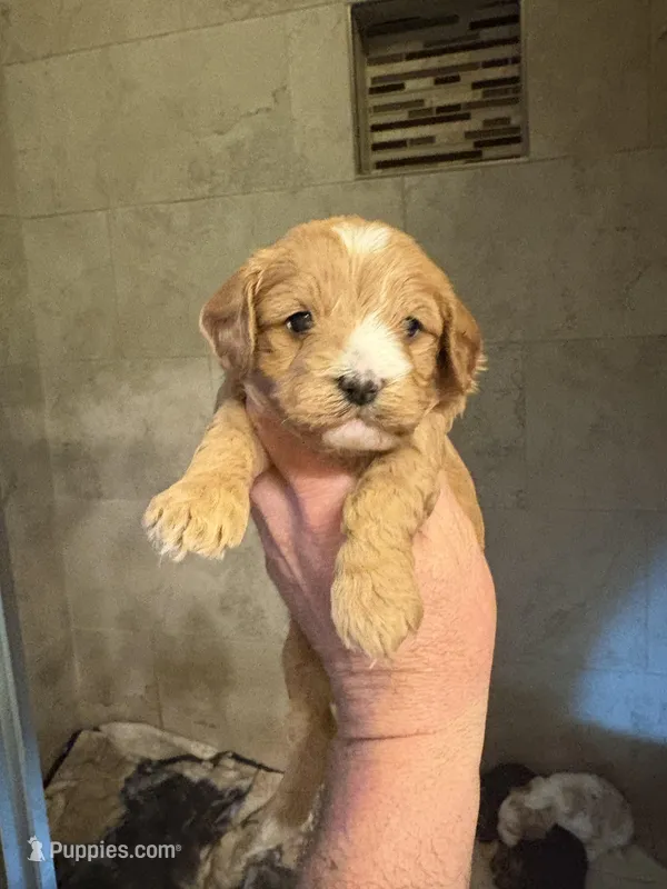 Alex  – Cavapoo puppy for sale in Mount Pleasant, MI