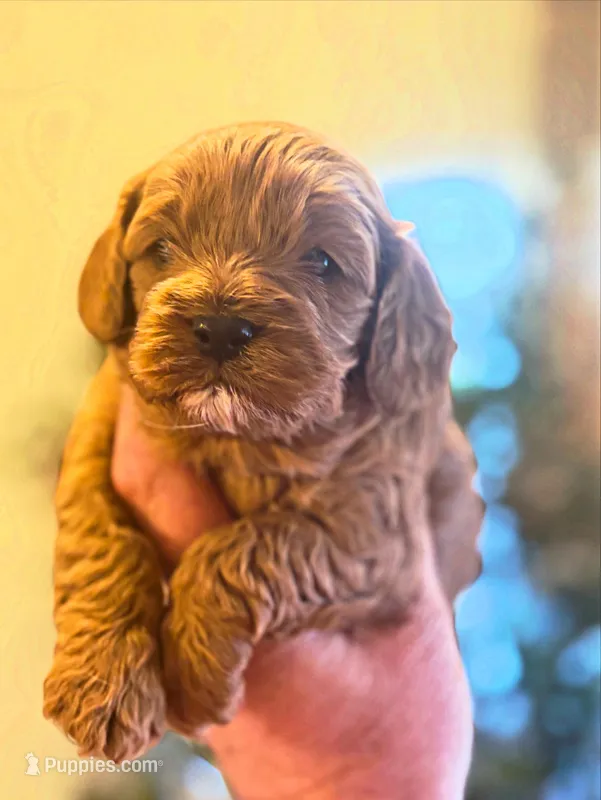 Abby  – Cavapoo puppy for sale in Mount Pleasant, MI
