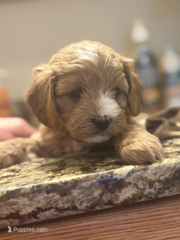 Alex  – Cavapoo puppy for sale in Mount Pleasant, MI
