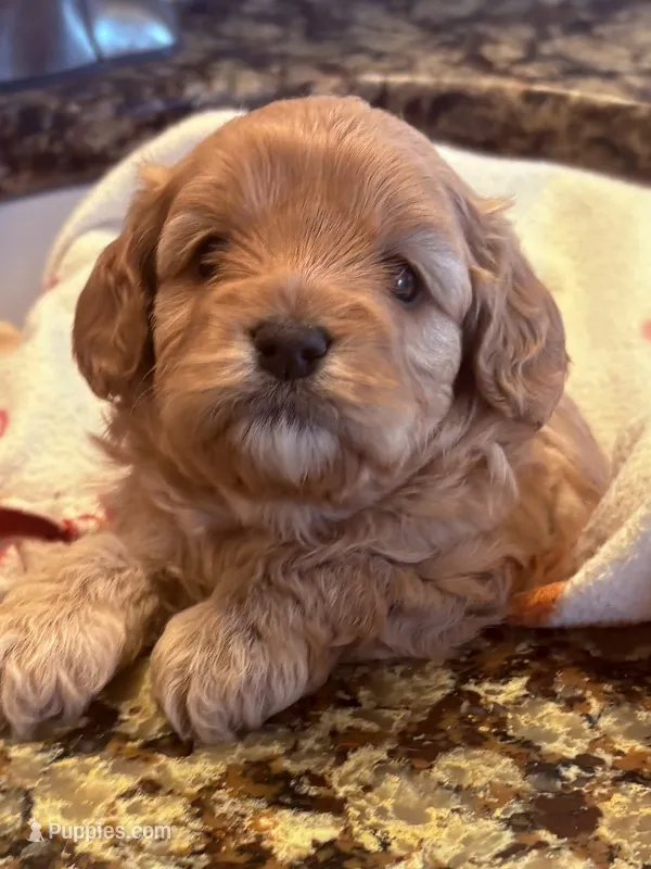Lila  – Cavapoo puppy for sale in Mount Pleasant, MI