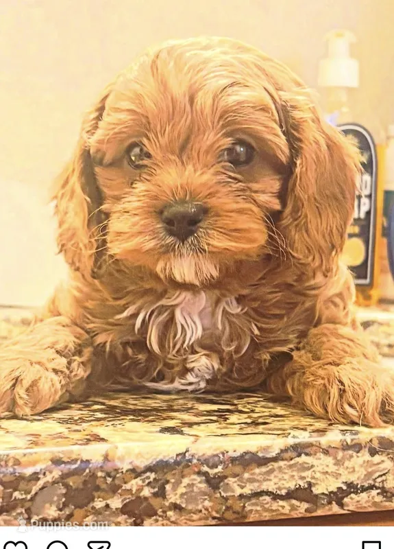 Adam  – Cavapoo puppy for sale in Mount Pleasant, MI