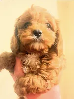 Adam , a male Cavapoo for sale in Mount Pleasant, MI – Photo 2 of 2