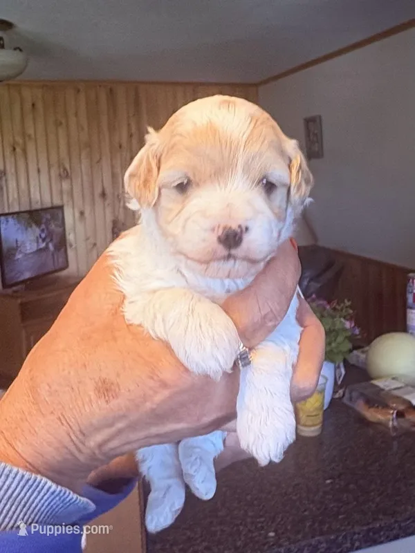 Trish , a female Cavapoo for sale in Mount Pleasant, MI – Photo 1 of 1