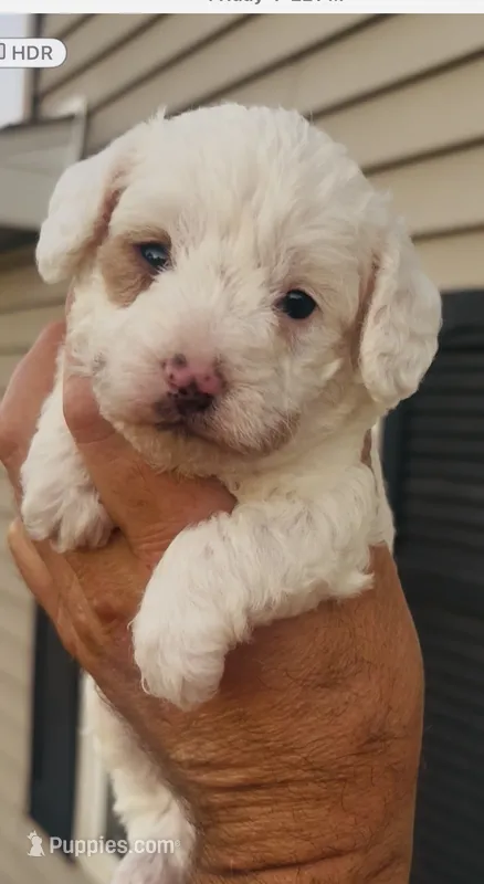 Reggie – Cavapoo puppy for sale in Mount Pleasant, MI