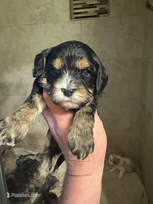 Tammy  – Cavapoo puppy for sale in Mount Pleasant, MI