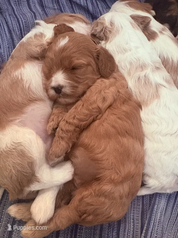 Becka  – Cavapoo puppy for sale in Mount Pleasant, MI