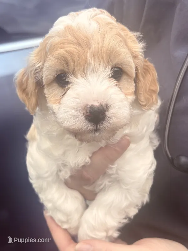 Trish – Cavapoo puppy for sale in Mount Pleasant, MI