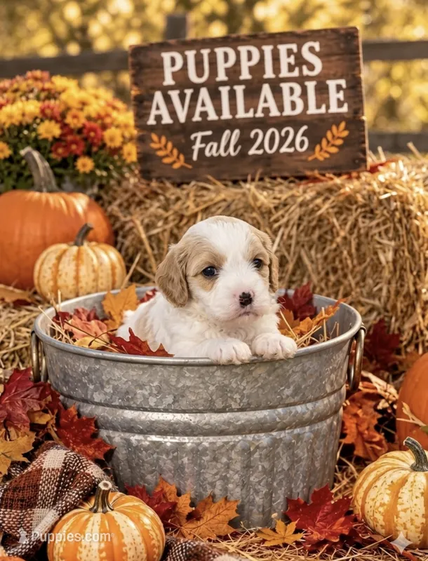 Trish  – Cavapoo puppy for sale in Mount Pleasant, MI