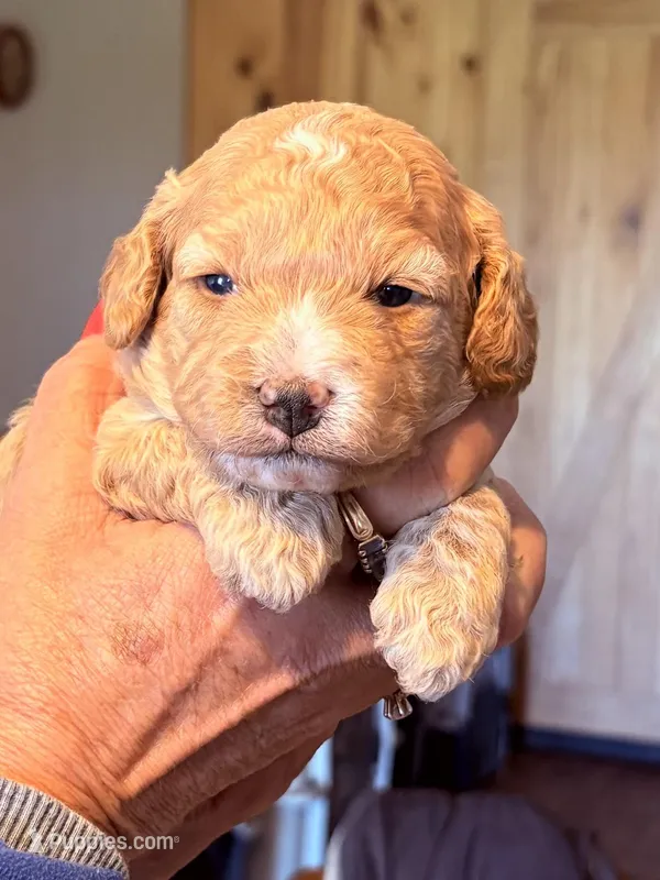 Reba , a female Cavapoo for sale in Mount Pleasant, MI – Photo 1 of 1