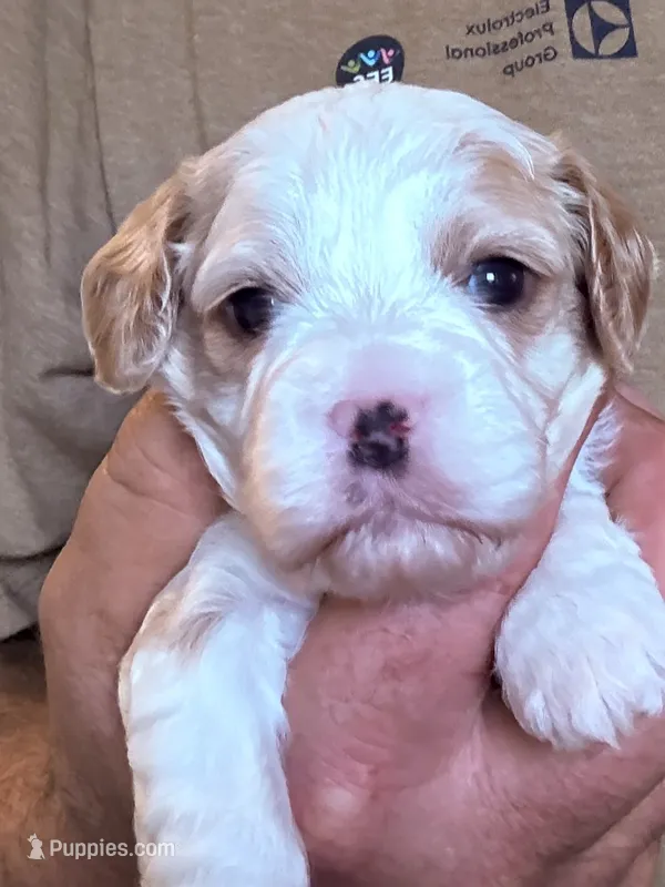 Trish  – Cavapoo puppy for sale in Mount Pleasant, MI