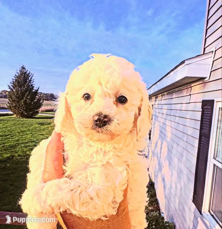 Randy – Cavapoo puppy for sale in Mount Pleasant, MI