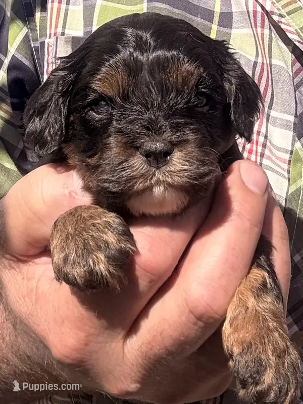 Alex  – Cavapoo puppy for sale in Mount Pleasant, MI
