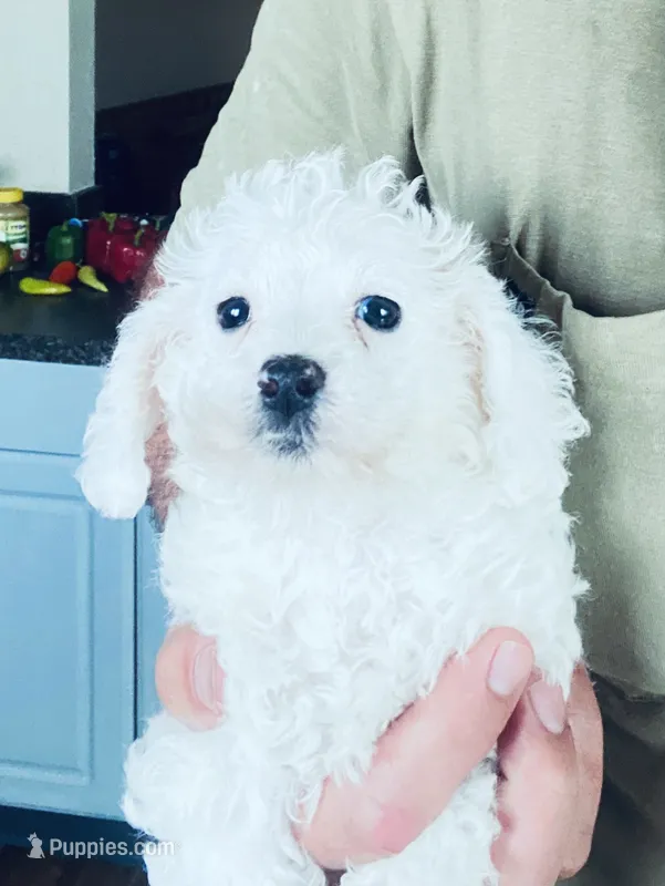 Whitey – Cavapoo puppy for sale in Mount Pleasant, MI