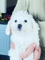 Whitey, a male Cavapoo for sale in Mount Pleasant, MI – 1 of 1