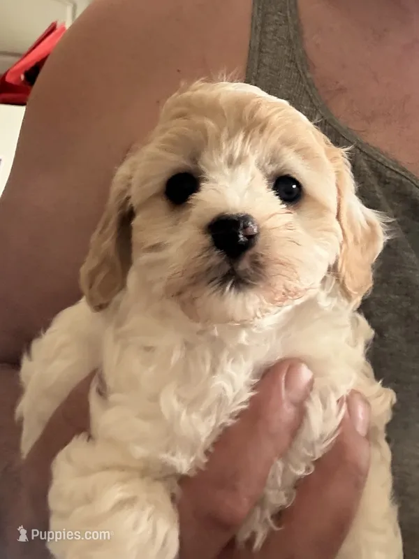 Trish – Cavapoo puppy for sale in Mount Pleasant, MI
