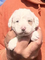 Reggie, a male Cavapoo for sale in Mount Pleasant, MI – 1 of 1