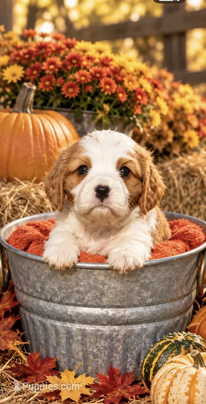Zander – Cavalier King Charles Spaniel puppy for sale in Mount Pleasant, MI