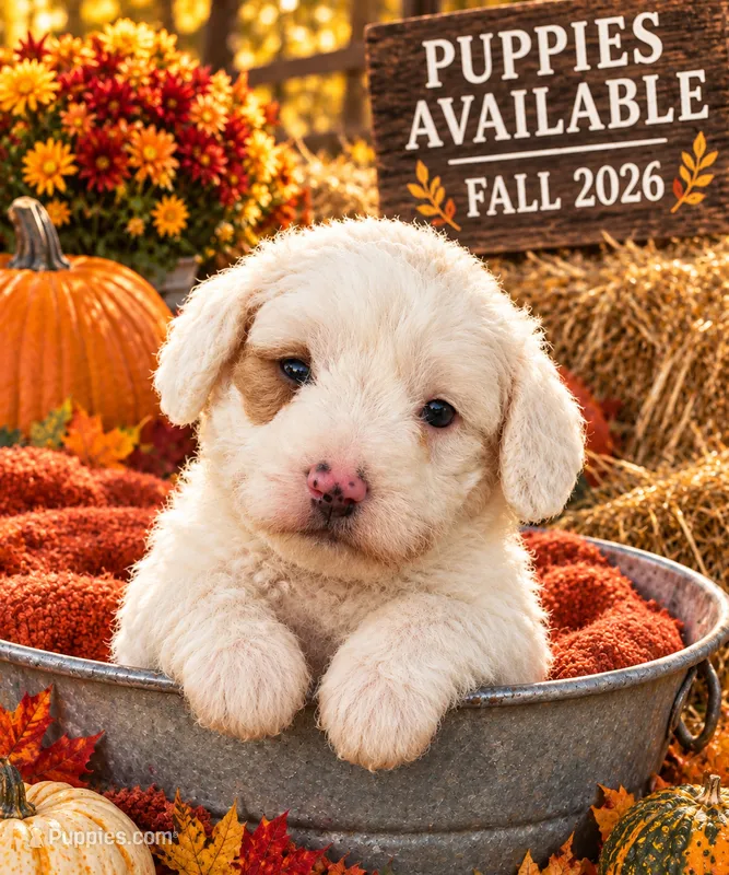 Reggie – Cavapoo puppy for sale in Mount Pleasant, MI