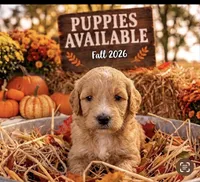 Rosa , a female Cavapoo for sale in Mount Pleasant, MI – 2 of 2