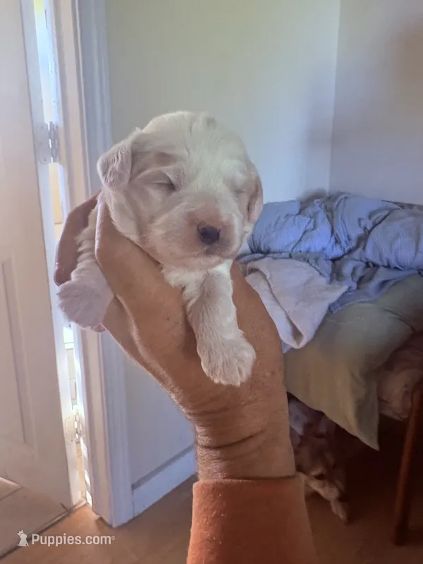 Larry  – Cavapoo puppy for sale in Mount Pleasant, MI