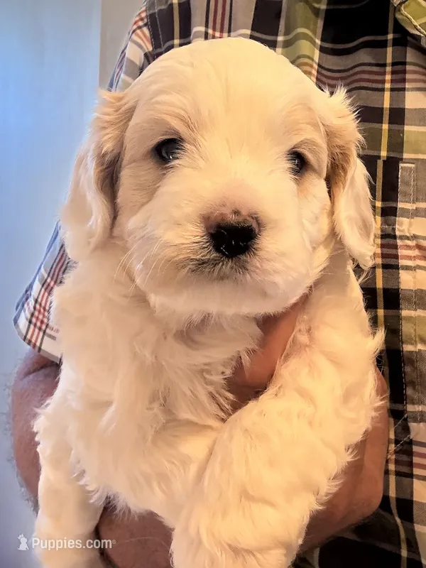 Larry Lou – Cavapoo puppy for sale in Mount Pleasant, MI