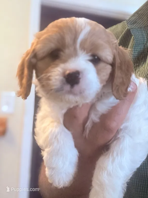 Tera  – Cavapoo puppy for sale in Mount Pleasant, MI