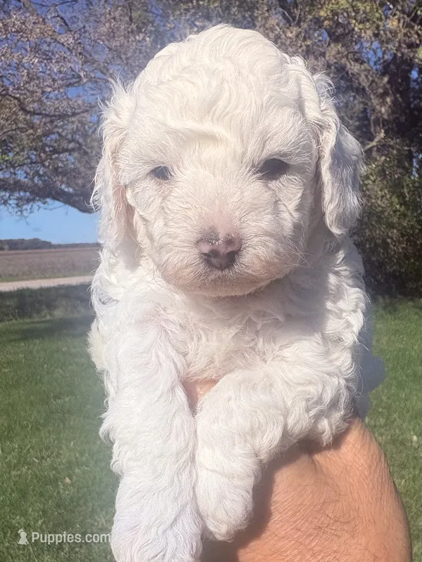 Randy – Cavapoo puppy for sale in Mount Pleasant, MI