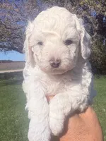 Randy, a male Cavapoo for sale in Mount Pleasant, MI – 1 of 4