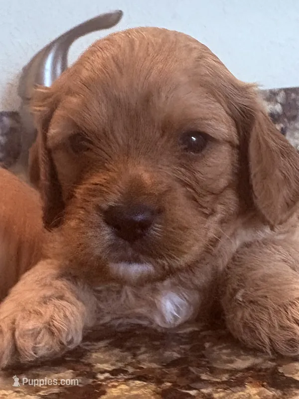 Barney  – Cavapoo puppy for sale in Mount Pleasant, MI