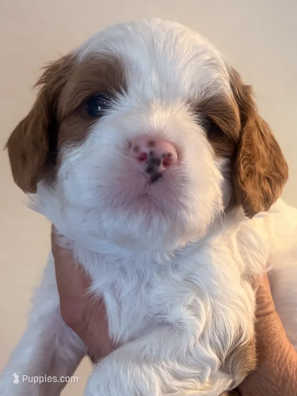 Tanner  – Cavapoo puppy for sale in Mount Pleasant, MI