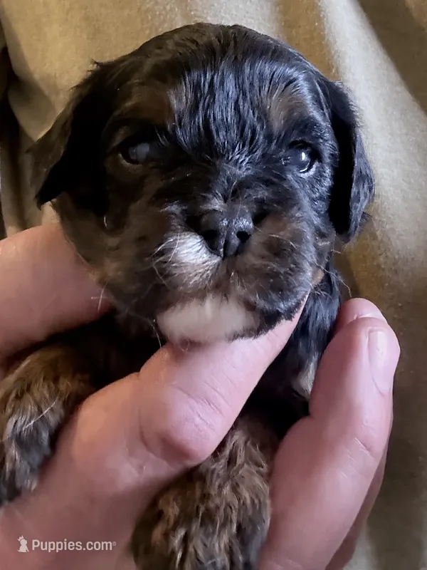 Alex  – Cavapoo puppy for sale in Mount Pleasant, MI