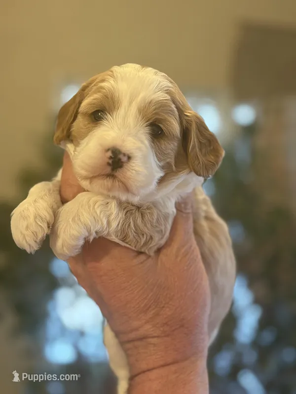 Teddy  – Cavapoo puppy for sale in Mount Pleasant, MI