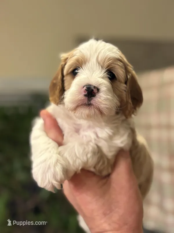 Teddy  – Cavapoo puppy for sale in Mount Pleasant, MI