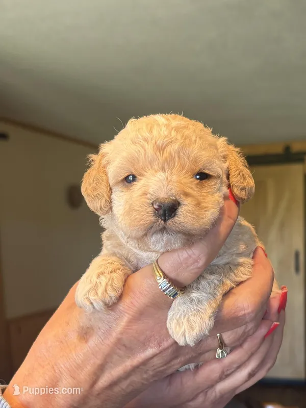 Tera , a female Cavapoo for sale in Mount Pleasant, MI – Photo 1 of 1